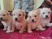 caniche în vârstă de două luni 