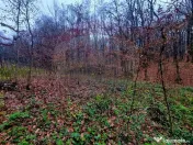 Apa Sarata Teren de vanzare cu deschidere la padure 