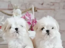 Pui bichon maltez rasă pură