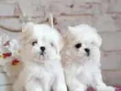 Pui bichon maltez rasă pură 