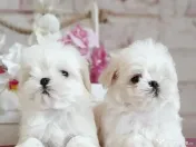 Pui bichon maltez rasă pură 