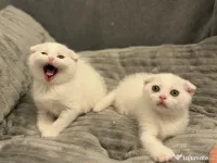 Pisicuțe British Shorthair × Scottish – disponibile imediat 