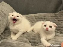 Pisicuțe British Shorthair × Scottish – disponibile imediat