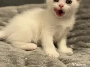 Pisicuțe British Shorthair × Scottish – disponibile imediat 