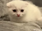 Pisicuțe British Shorthair × Scottish – disponibile imediat 
