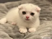 Pisicuțe British Shorthair × Scottish – disponibile imediat 