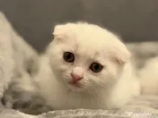 Pisicuțe British Shorthair × Scottish – disponibile imediat 