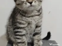 Pui British Shorthair Silver Tabby - Îngrijire Excepțională (Sibiu)