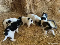 Căței rasa ciobănesc 