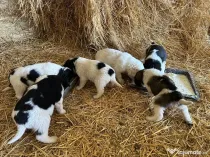 Căței rasa ciobănesc