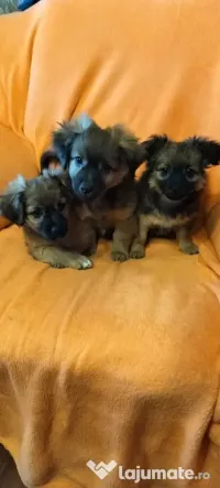 Puiuti Pechinez  de vânzare 