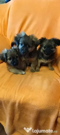 Puiuti Pechinez  de vânzare