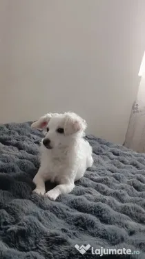 🐾 Metis bichon adorabil, 6 luni, cuminte și jucăușă
