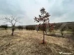 REDUCERE!!! Teren extravilan 5.613 mp, livadă, zona Predeș