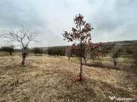 REDUCERE!!! Teren extravilan 5.613 mp, livadă, zona Predeș 