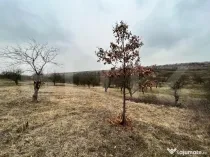 REDUCERE!!! Teren extravilan 5.613 mp, livadă, zona Predeș