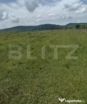 Teren De Vanzare Sesul Jelni, 5 Hectare 