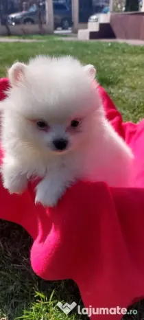 pomeranian mini spitz