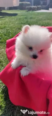 Pomeranian mini spitz