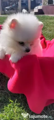 Pomeranian mini spitz