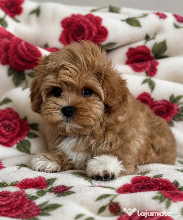 Maltipoo podle pudel mini toy