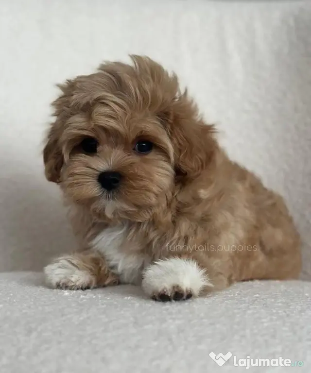 Maltipoo podle pudel mini toy