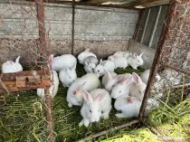 Iepuri mici si medi