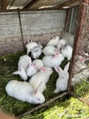 Iepuri mici si medi 