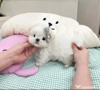 Bichon Maltez Mini Toy 