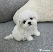 Bichon Maltez Mini Toy 