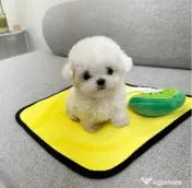 Bichon Maltez Mini Toy 