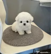 Bichon Maltez Mini Toy 