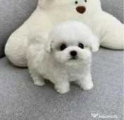 Bichon Maltez Mini Toy 