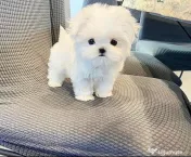 Bichon Maltez Mini Toy 