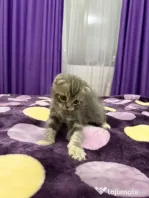 Scottish fold