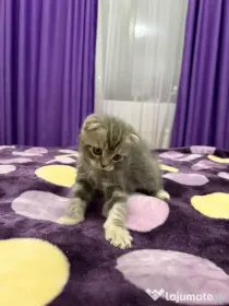 Scottish fold