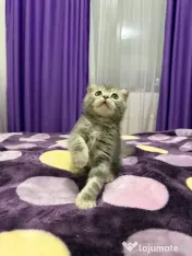Scottish fold 