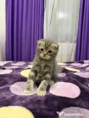 Scottish fold 