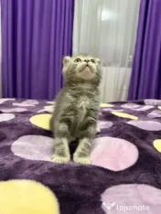 Scottish fold 