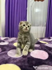 Scottish fold 