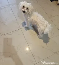 Bichon Maltez Toy 