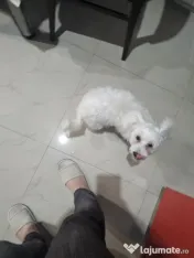 Bichon Maltez Toy 