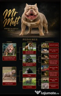 American bully pocket 