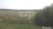 Teren 25000 mp Sercaita , Bv 
