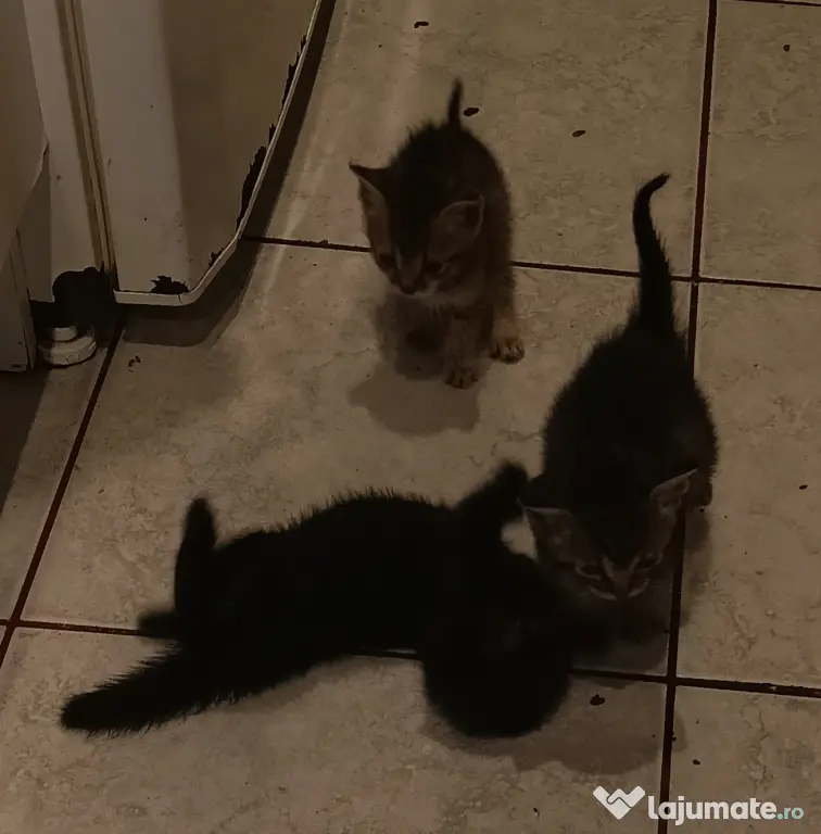 Donez pisicuțe găsite pe stradă