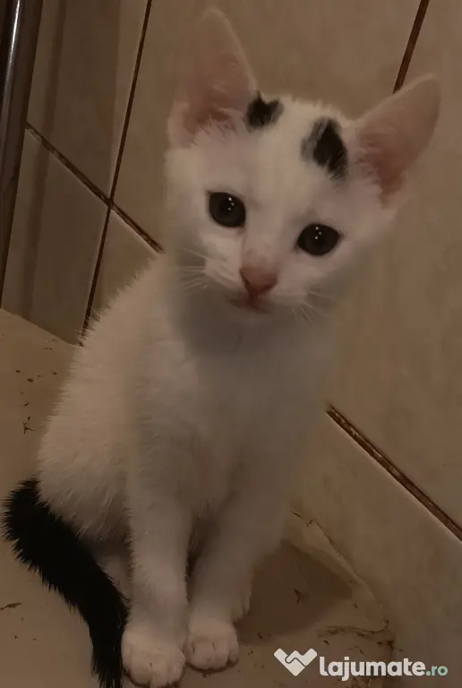 Donez pisicuțe găsite pe stradă