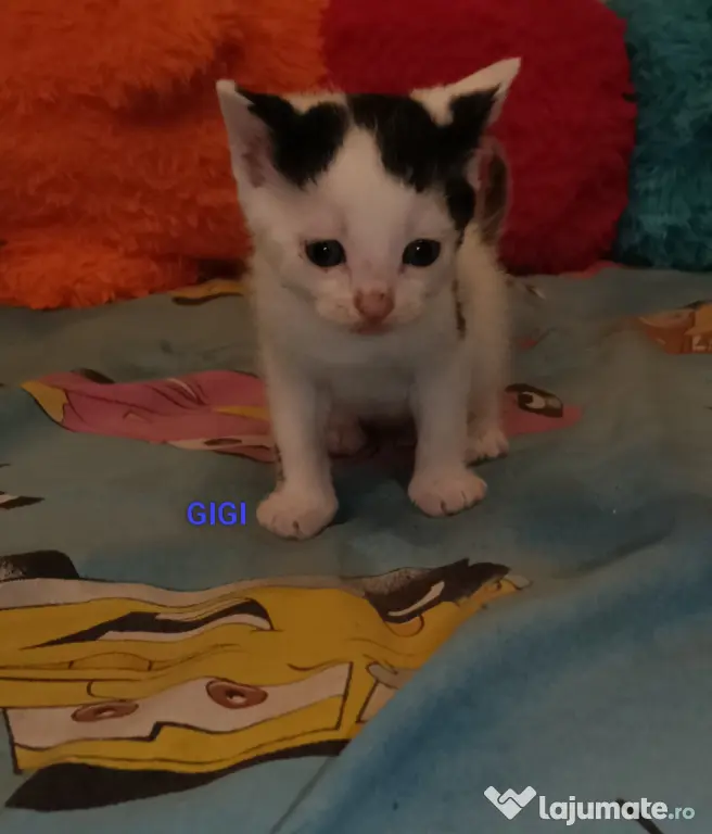Donez pisicuțe găsite pe stradă