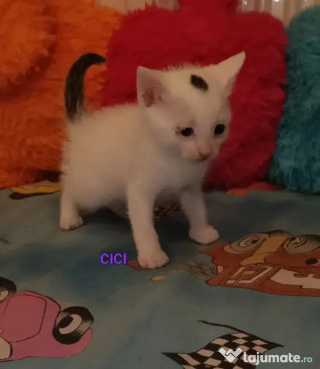Donez pisicuțe găsite pe stradă