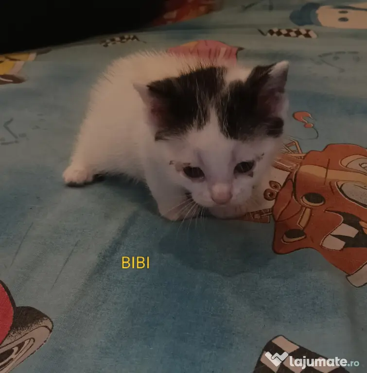 Donez pisicuțe găsite pe stradă