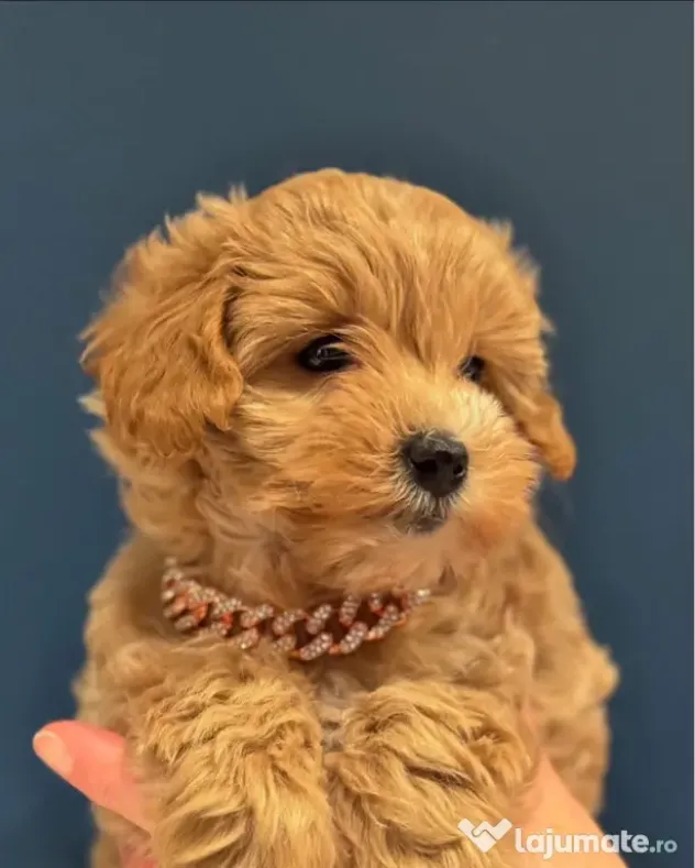 Maltipoo pudel mini toy